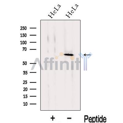 Валидация Affinity DF13115 - 8020