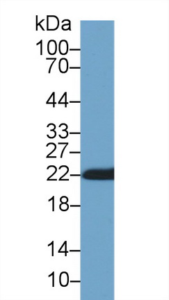 10238