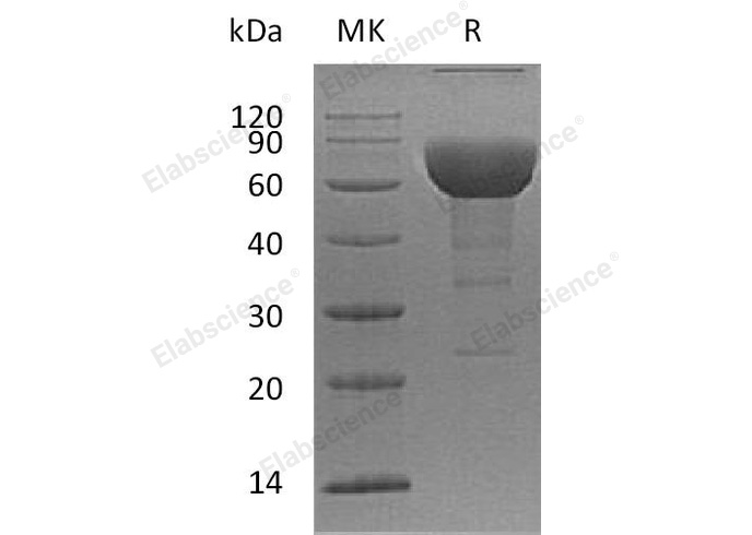 Валидация Elabscience PKSH033063(3434)