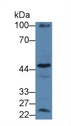 12507