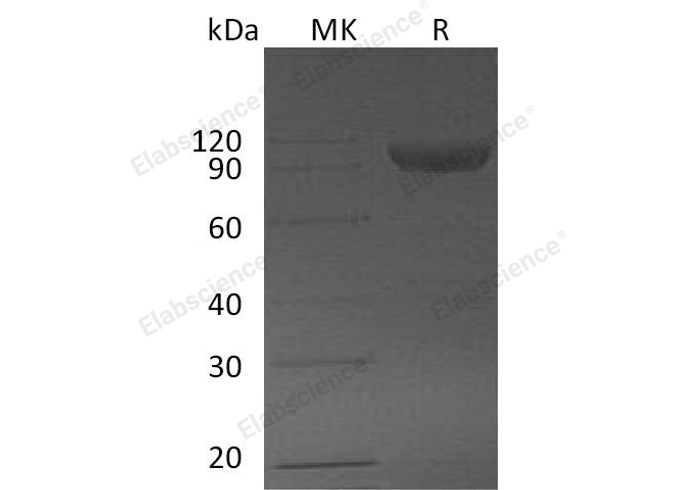 Валидация Elabscience PKSM041142(5054)