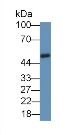 64545