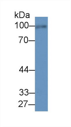 41051
