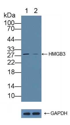 12293