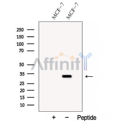 Валидация Affinity DF12899 - 7645