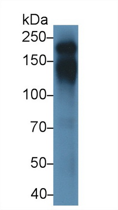 14888