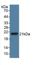 55720