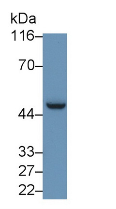 40777