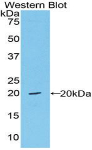 50104