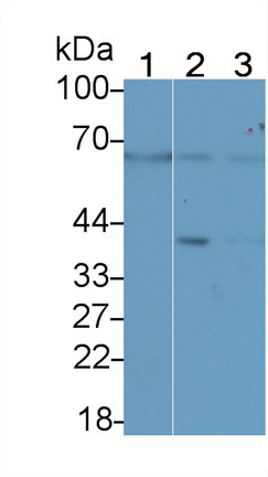 20451