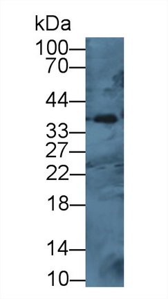 8976