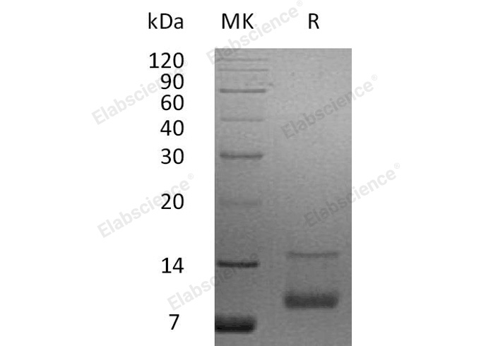Валидация Elabscience PKSH032595(3042)