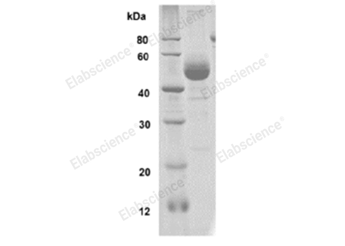 Валидация Elabscience PDMH100428(1016)