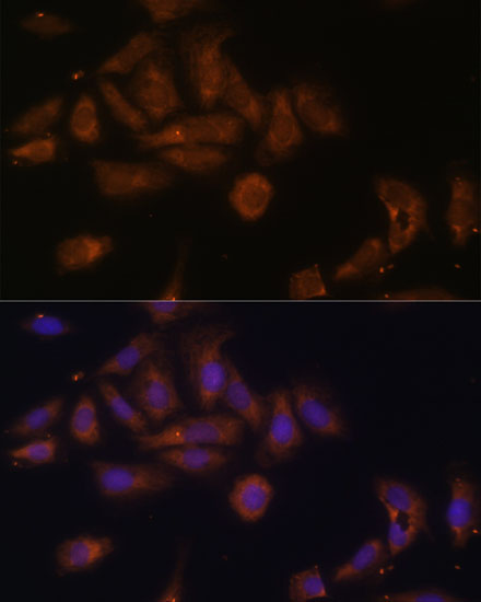 Валидация Elabscience E-AB-64915