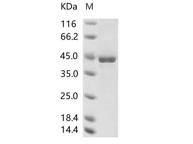 Валидация Elabscience PKSV030200(5977)