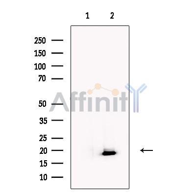 Валидация Affinity AF6277 - 3530