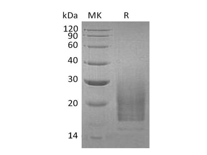 Валидация Elabscience PKSH032638(3077)