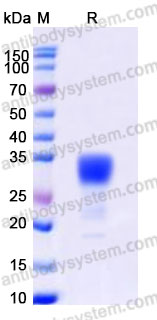 EHB27101, SDS-PAGE