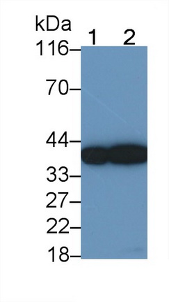 26931