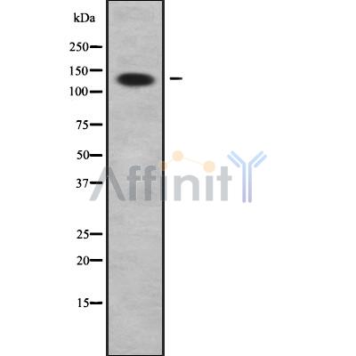 Валидация Affinity DF9175 - 21537