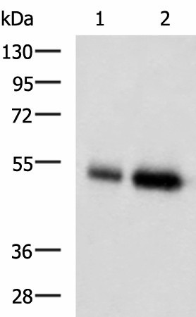 Валидация Elabscience E-AB-17735