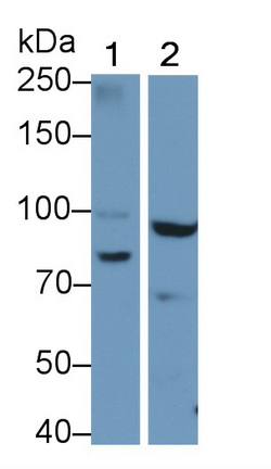 64902