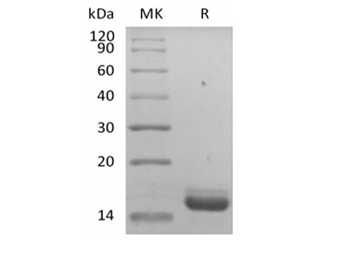 Валидация Elabscience PKSH033872(4106)