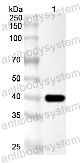 Валидация AntibodySystem PXX21501