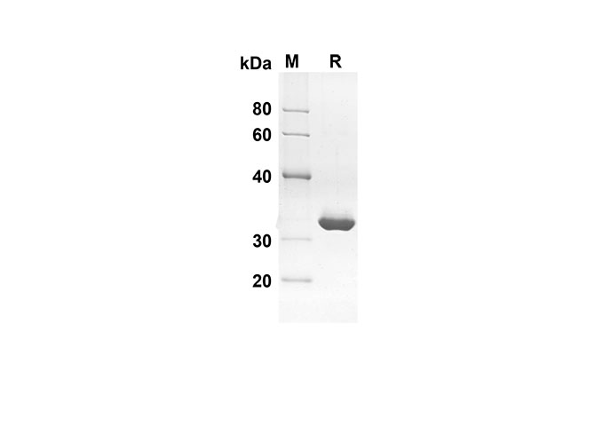 Валидация Elabscience PDEH100522(38)