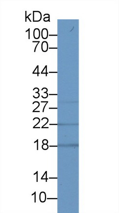 14447