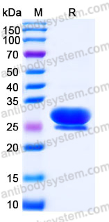 EHJ90801, SDS-PAGE