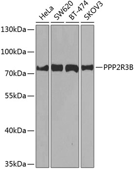 Валидация Elabscience E-AB-63099