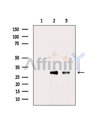 Валидация Affinity DF16091 - 12657