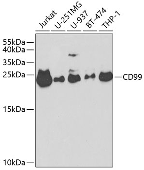 Валидация Elabscience E-AB-60563
