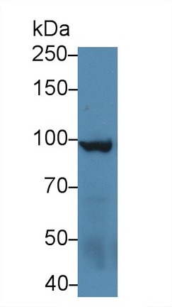 12997