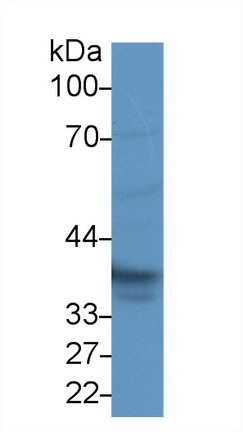15259