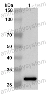 Валидация AntibodySystem PHB68501