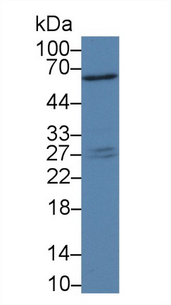 14227