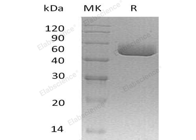 Валидация Elabscience PKSM041184(5092)