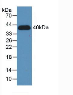 3991