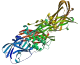 Transglutaminase 1, Keratinocyte (TGM1)