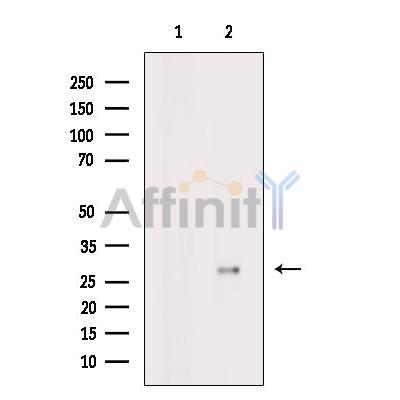 Валидация Affinity DF2263 - 12815