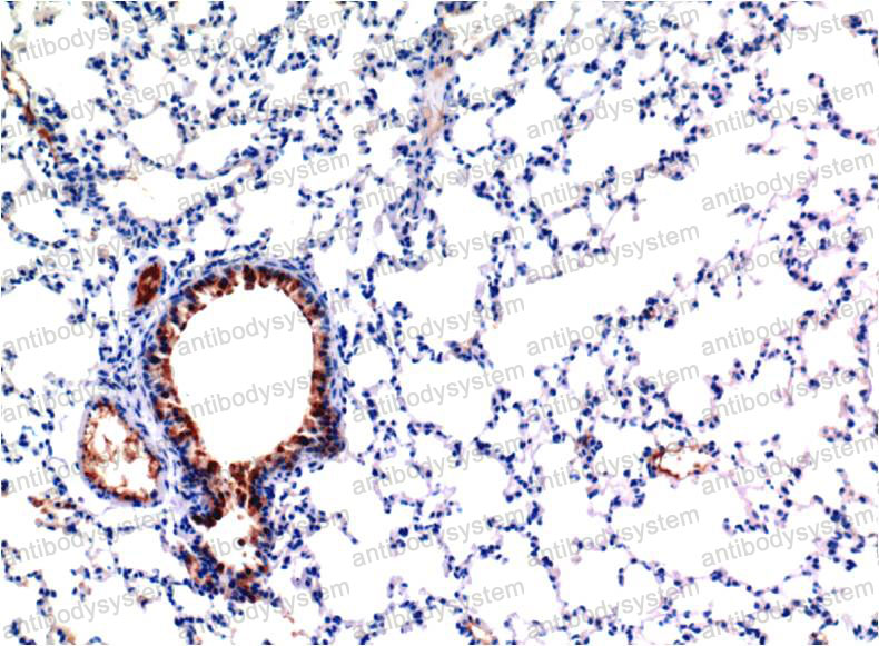 Валидация AntibodySystem RHB91603