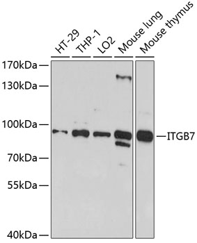 Валидация Elabscience E-AB-92686