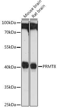 Валидация Elabscience E-AB-92471