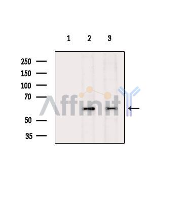 Валидация Affinity DF14665 - 10709