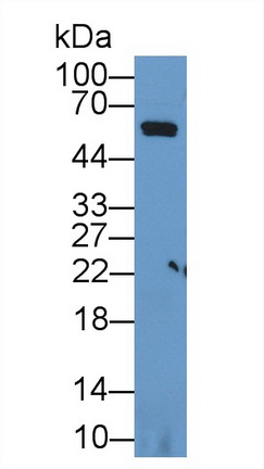 12057