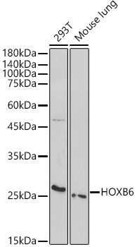 Валидация Elabscience E-AB-92242