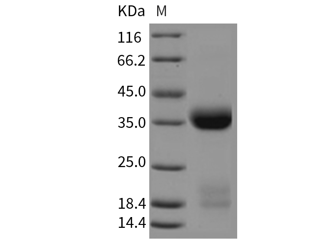 Валидация Elabscience PKSM040442(4439)