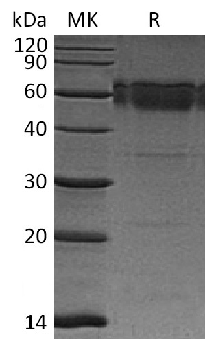 Валидация Elabscience PKSM041271(5167)